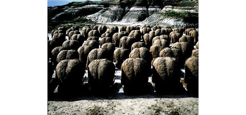 Magdalena Abakanowicz arts